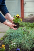 Gardening at St. Francis Commons